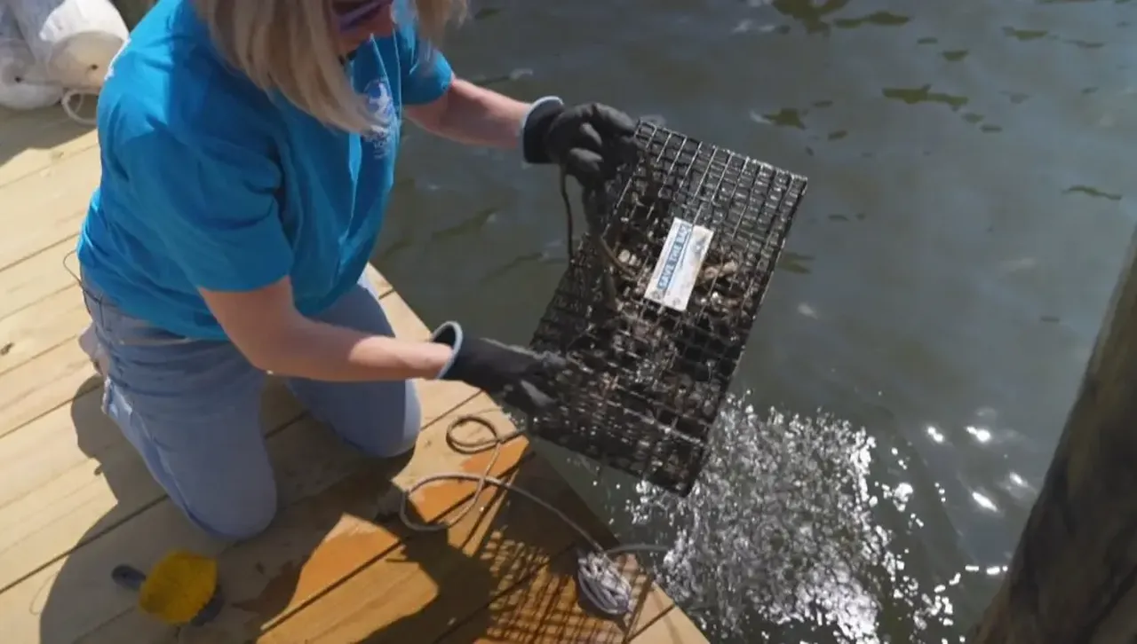 Доброволци пречистват океана близо до Вашингтон със стриди