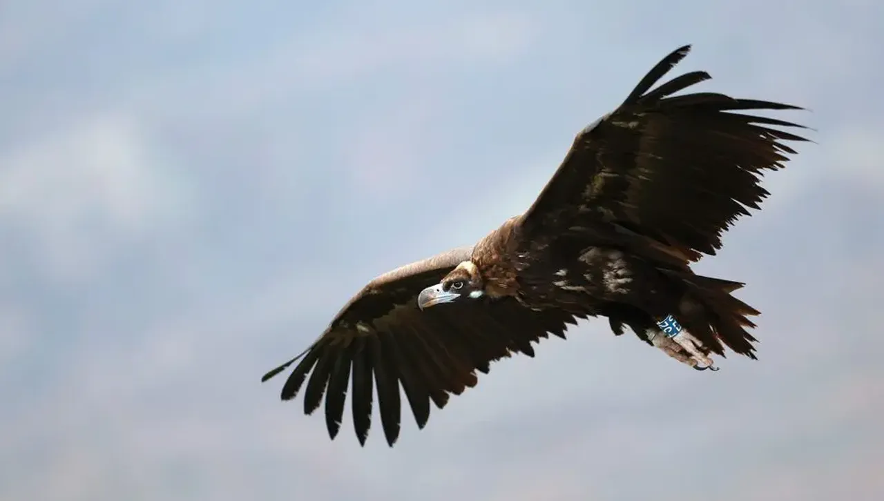 Седем черни лешояда пропътуваха от Испания, за да заживеят в България