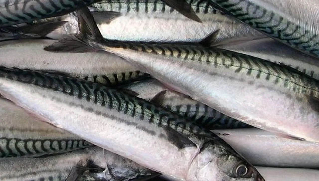 Скумрията е на ръба на унищожението, рибата страда от свръхулов 
