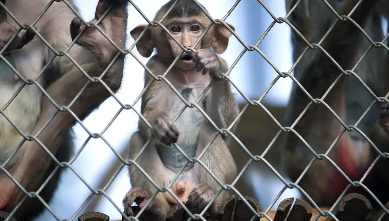 Учени в шок: Маймунска мафия тероризира туристи в Бали 