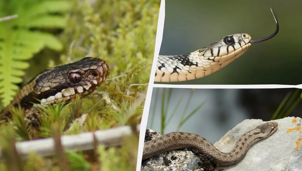 Три вида змии живеят около Чернобилската АЕЦ