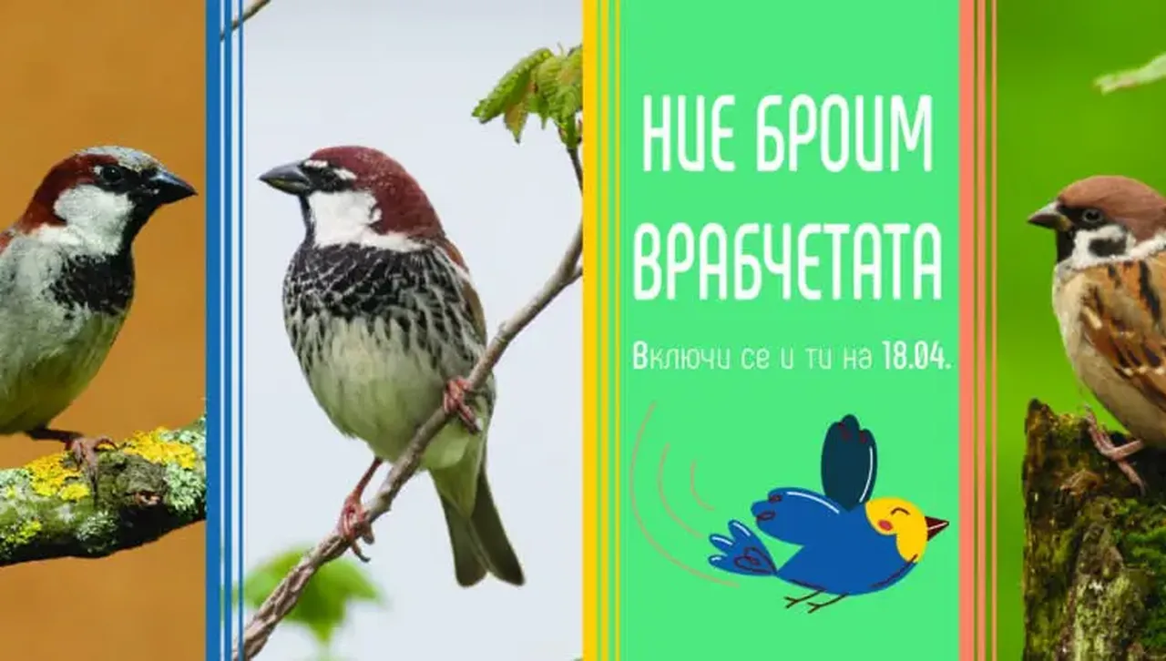 "Ние броим врабчетата": Дружеството за птиците прикани хората да преброят врабците край тях