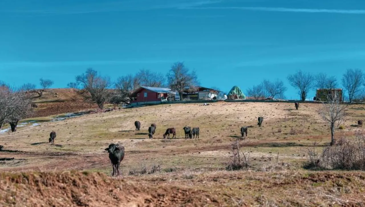 Внасят петиция със 110 хил. подписа в НС за забрана на клетките за телета