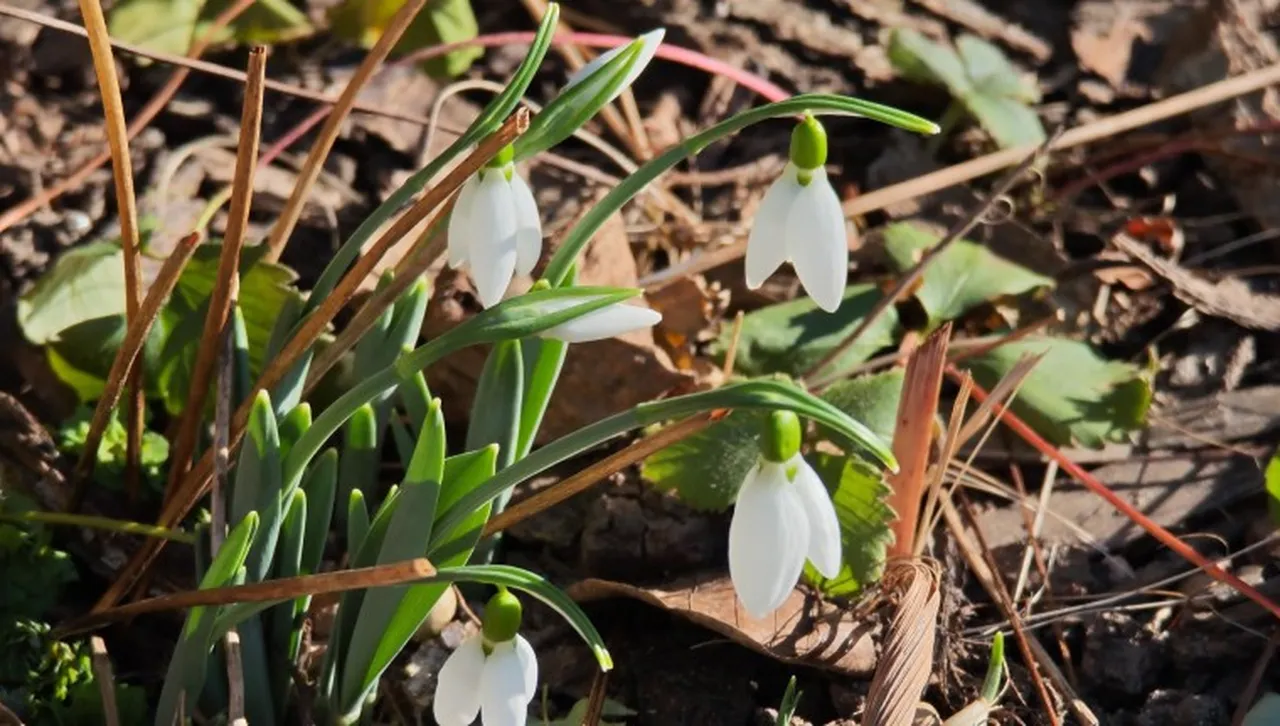 Максималните температури са между 7° и 12° за София около