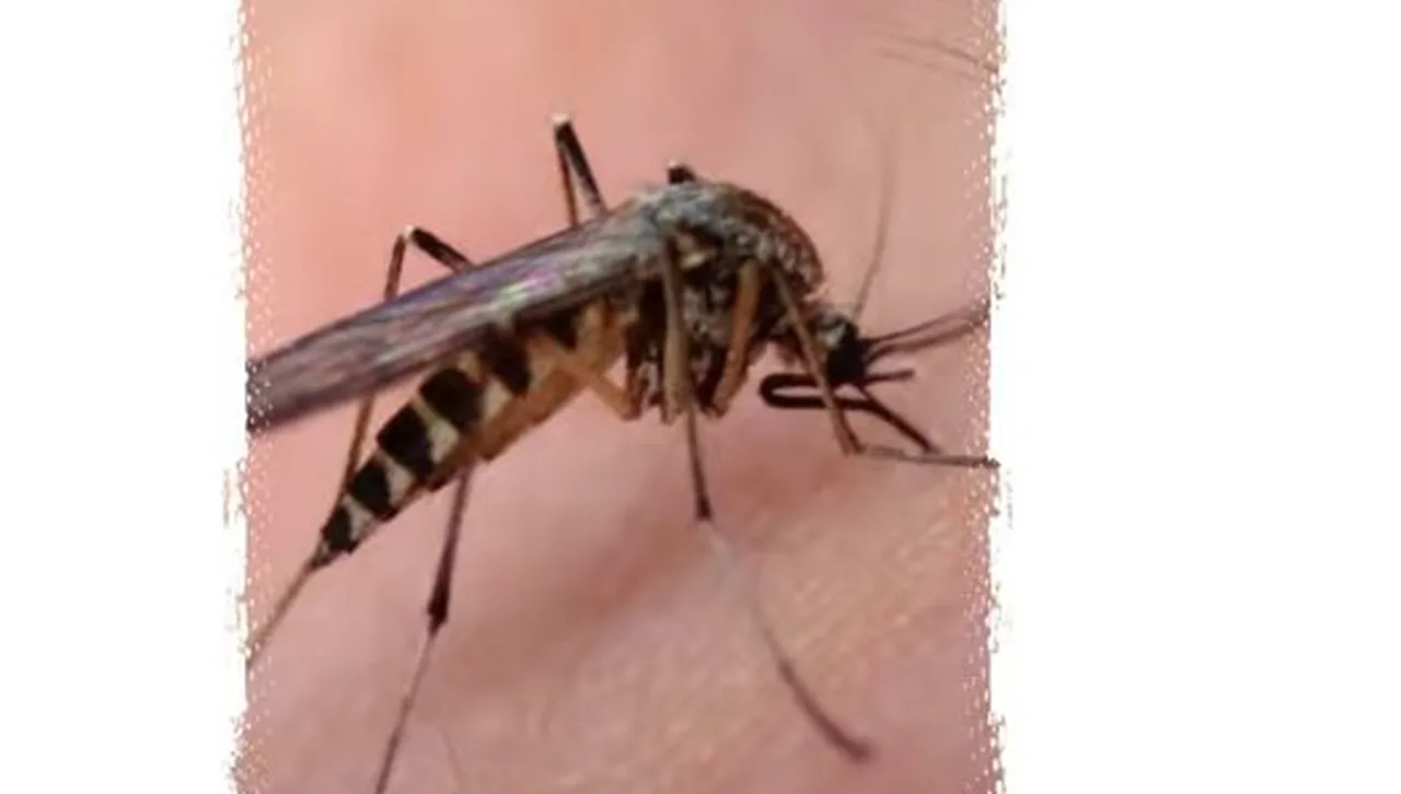 Китай в капана на нова епидемия - комари разпространяват опасна треска