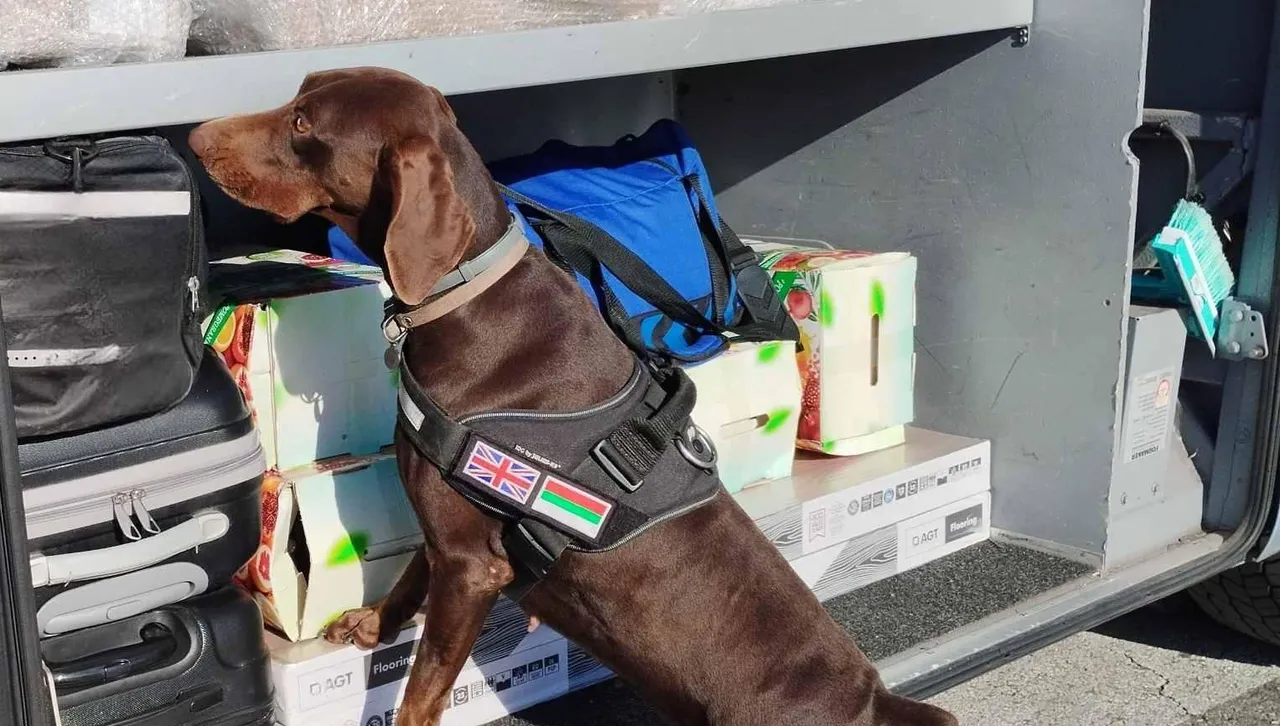  Кучето Адел от Агенция „Митници“ спипа валута за 687 708 лева