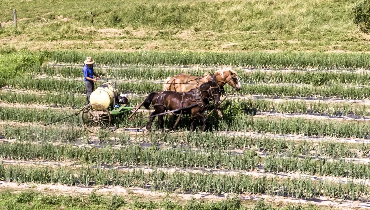 Живот почти без алергии: Амишите сякаш са имунизирани срещу алергените