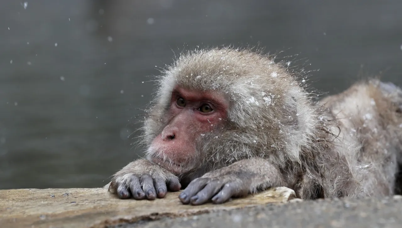Шерифи унищожиха три от избягалите в САЩ заразени маймуни, четвъртата е на свобода