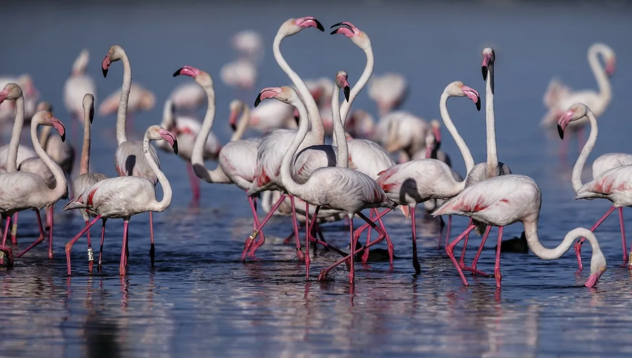 Тунис спря опит за контрабанден превоз на розово фламинго в щайги