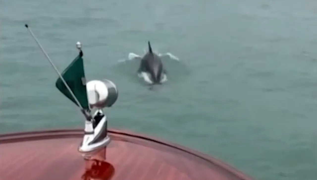 Делфин се влюби във Венецианската лагуна, наложи се да бъде спасен принудително от опасния морски трафик