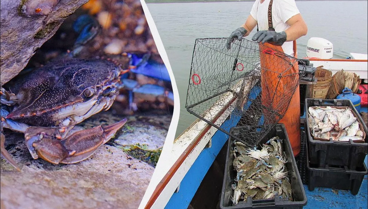 Нов хищник завладява Черно море