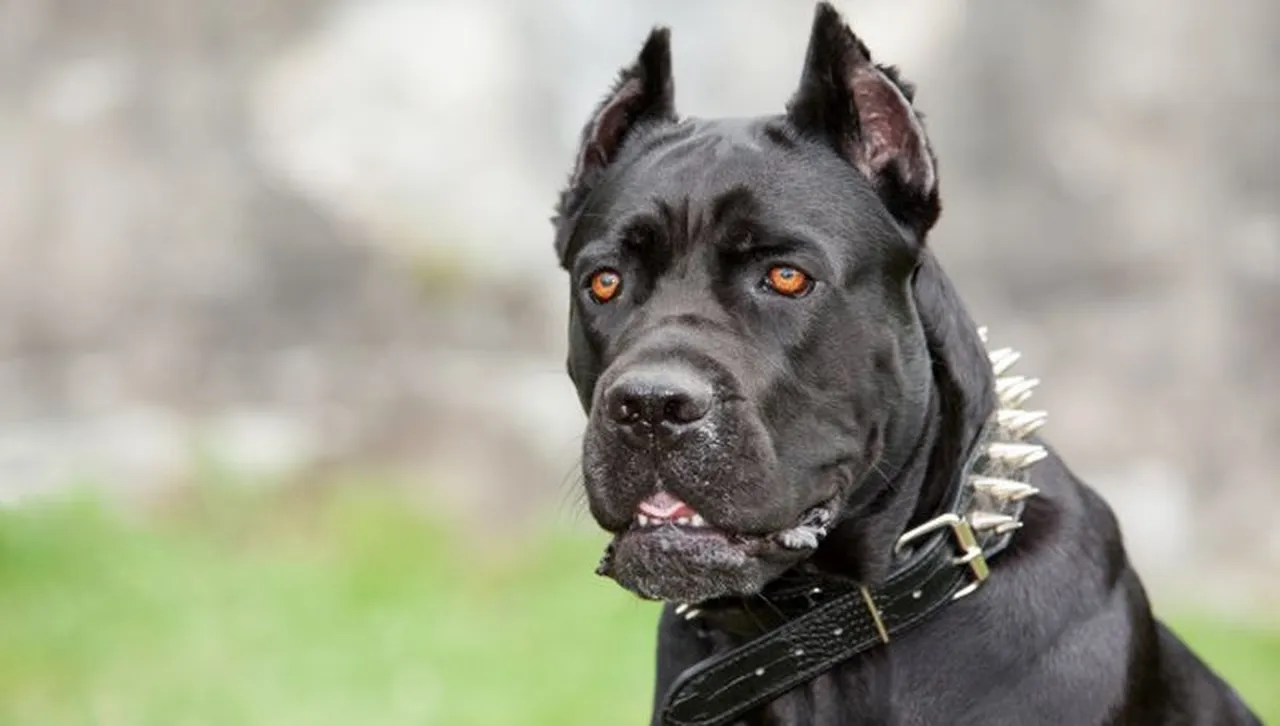 Агресивни кучета сноват из Сопот, хапят и раняват жителите му 