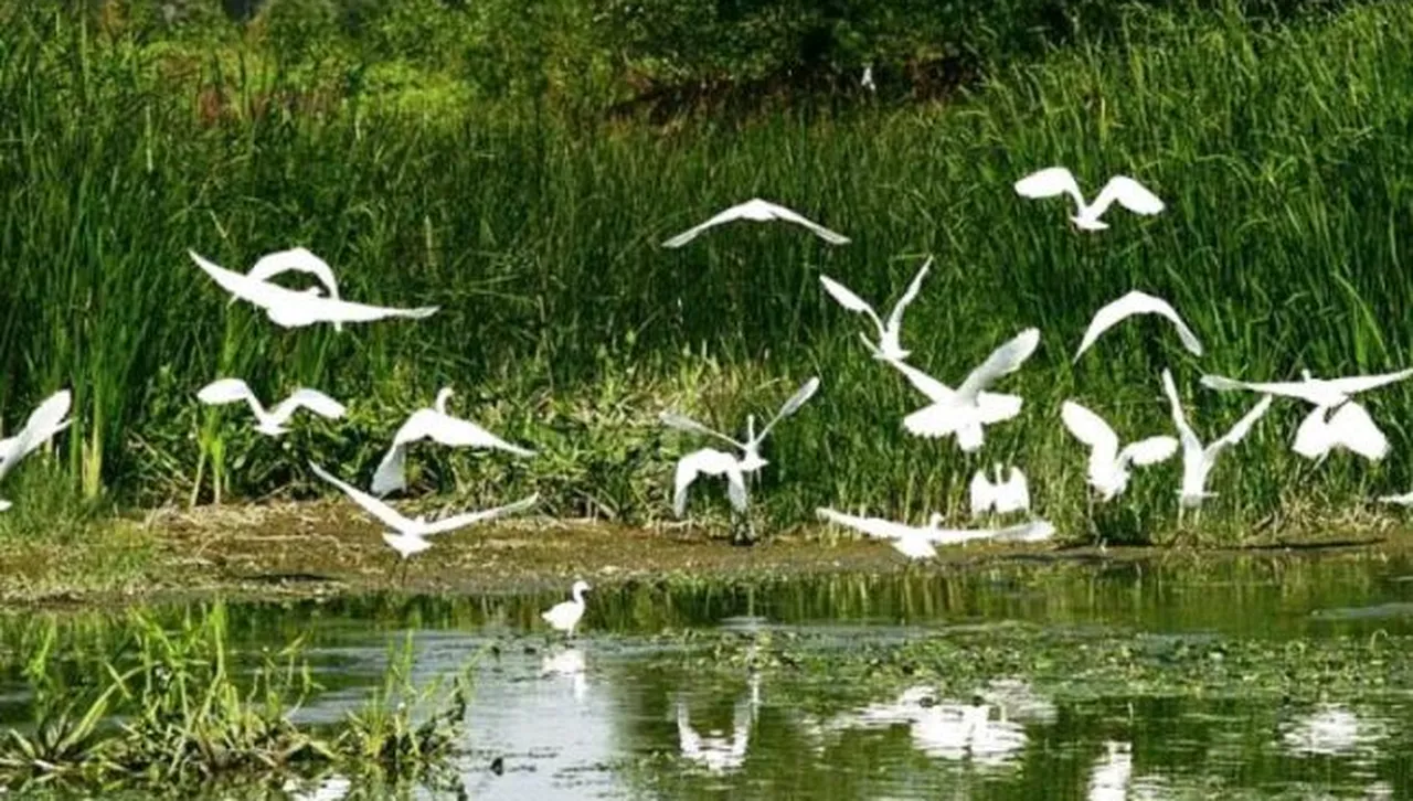Спасиха езерото Сребърна от пресъхване - прехвърлиха над 3 млн. куб. м вода от река Дунав