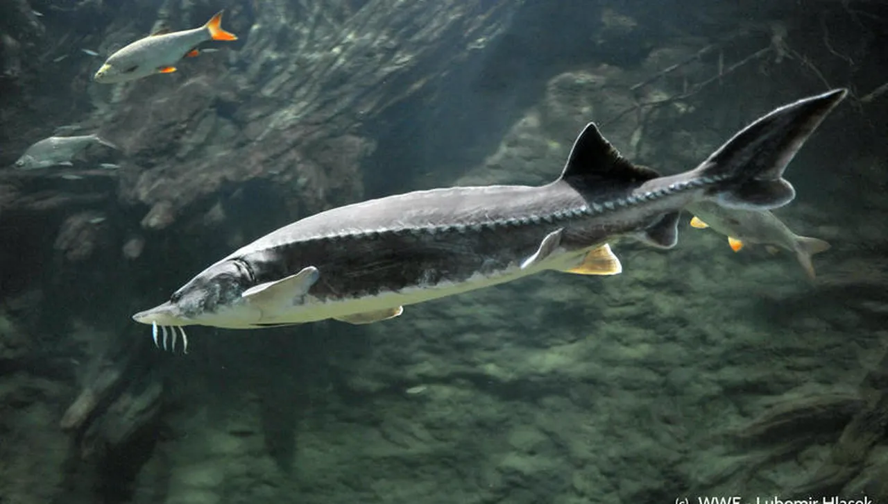 Река Дунав е последната река в Европа с все още