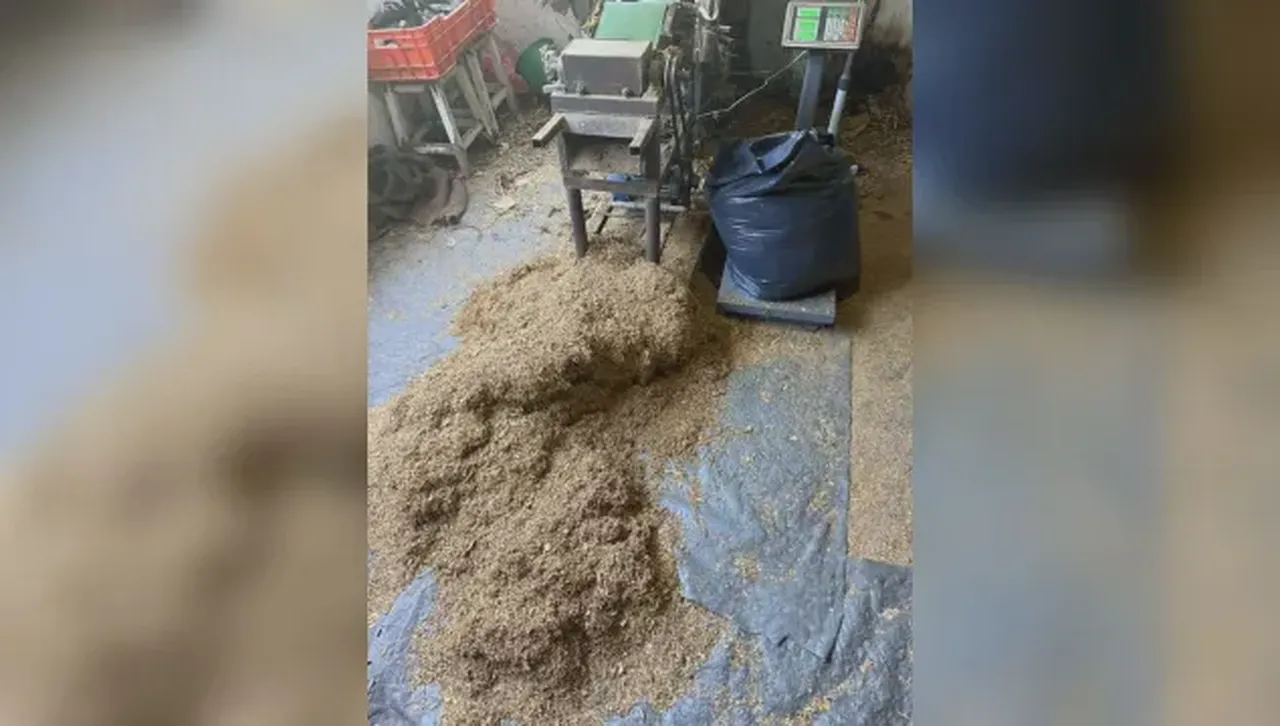 СДВР иззе огромно количество тютюн без платен акциз, ощетяващ бюджета с милиони