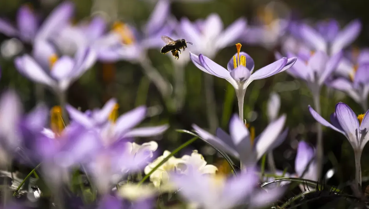 Слънчево с ниски облаци и мъгли в низините до обед 