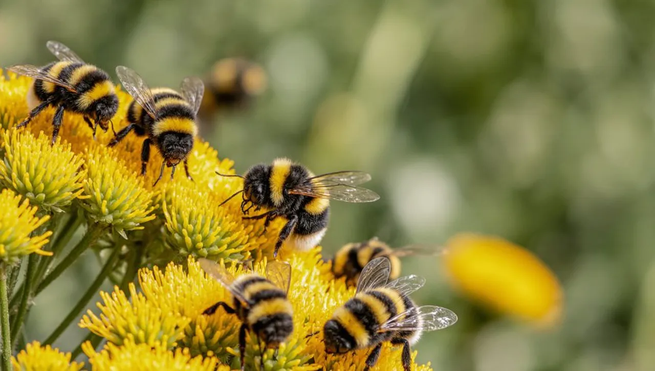 Пчели, които „четат“ Морзов код: ново изследване разкрива удивителните способности на земните пчели