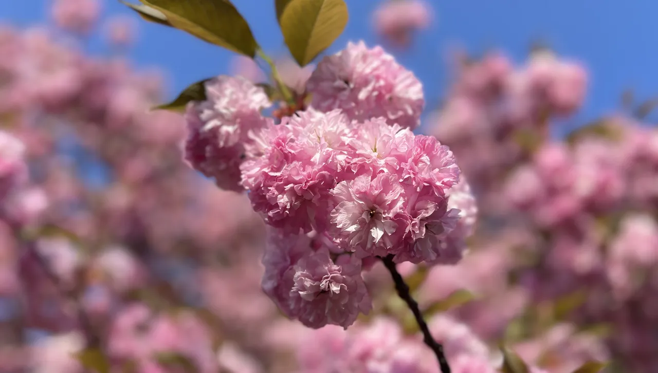 Облачно с краткотрайни дъждове, на места с гръмотевици