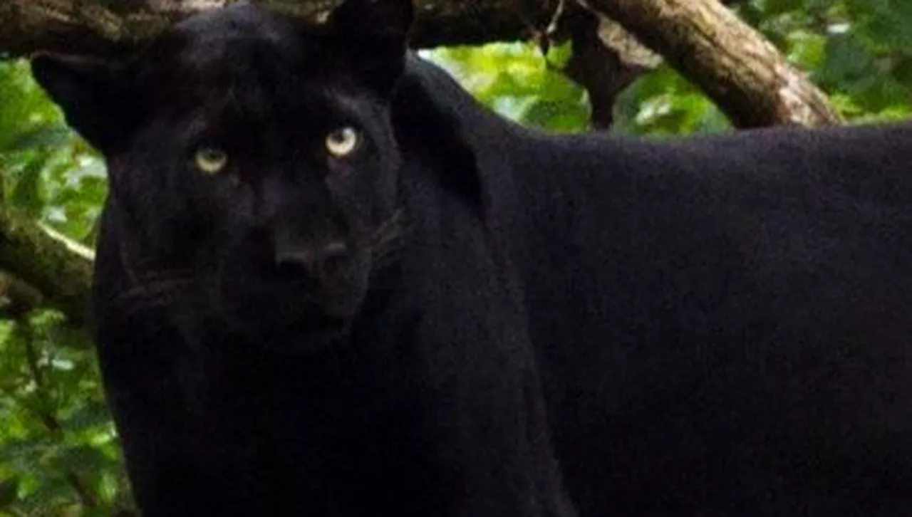 Черният леопард е забелязан край шуменския квартал "Мътница"