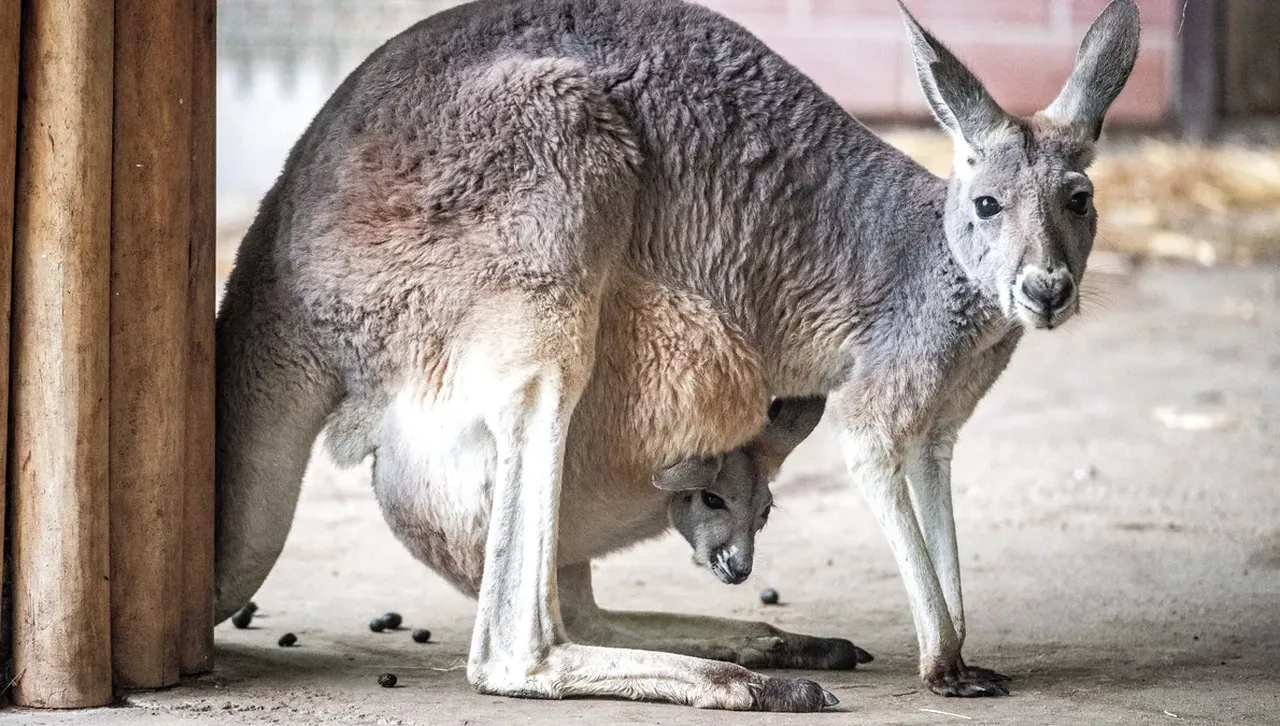 Гигантски кенгура скачали из горите на Австралия преди 5 милиона години