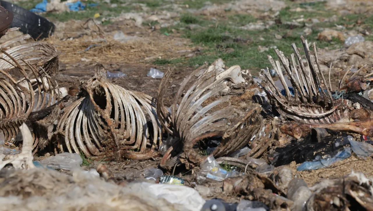 Разкриха канал за контрабандно месо и незаконна кланица край Ихтиман