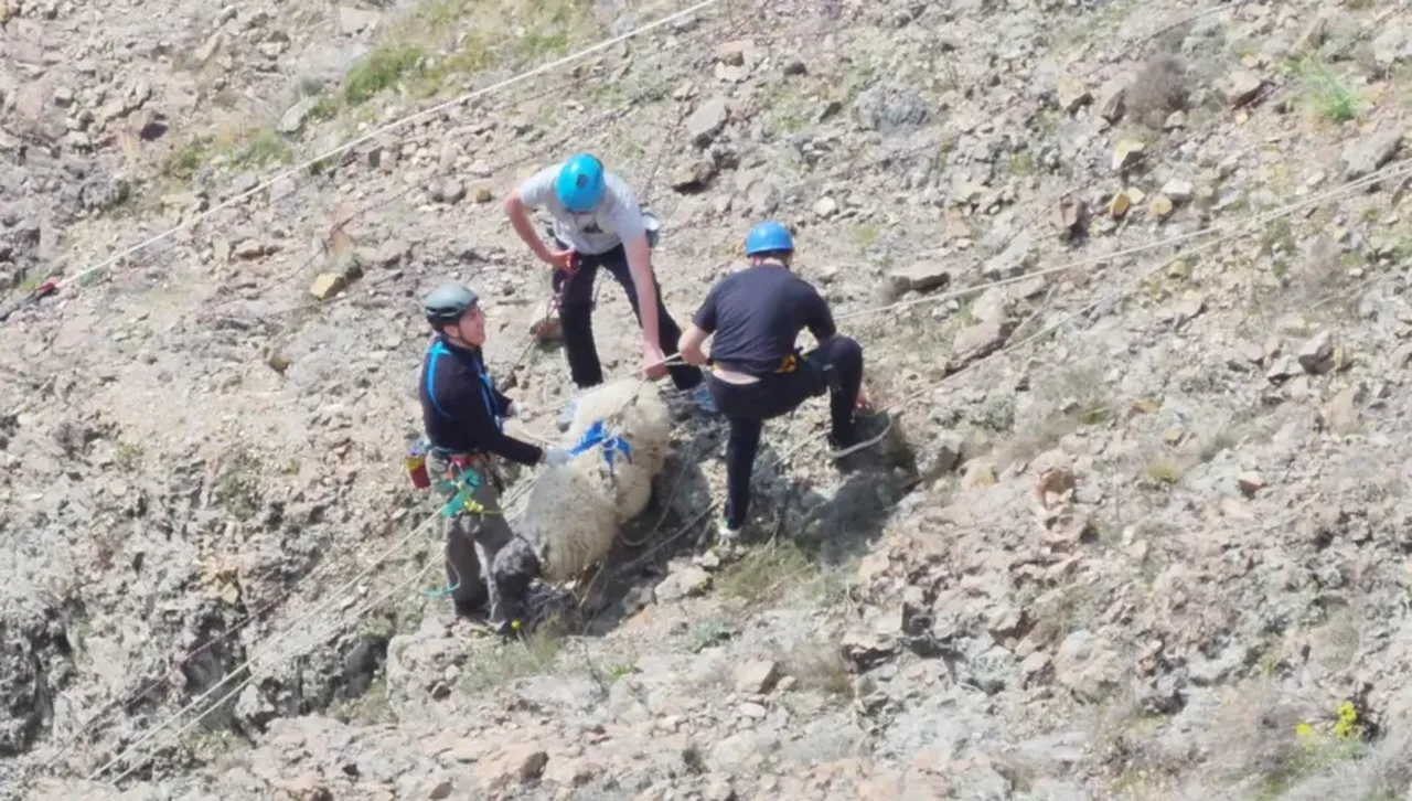 20 доброволци с алпийска техника спасиха бедстващи овце в 300-метрова пропаст 