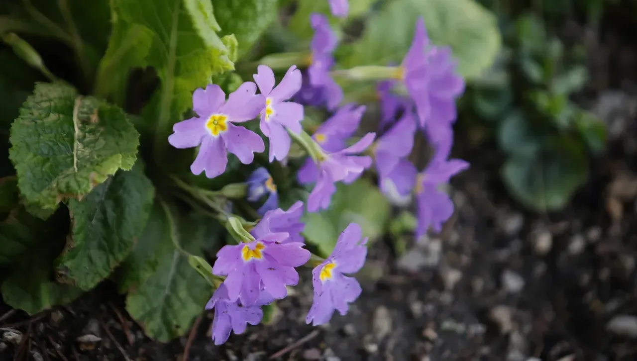 Облачно и дъждовно, силни пориви на вятъра на изток, планините са в облаци 