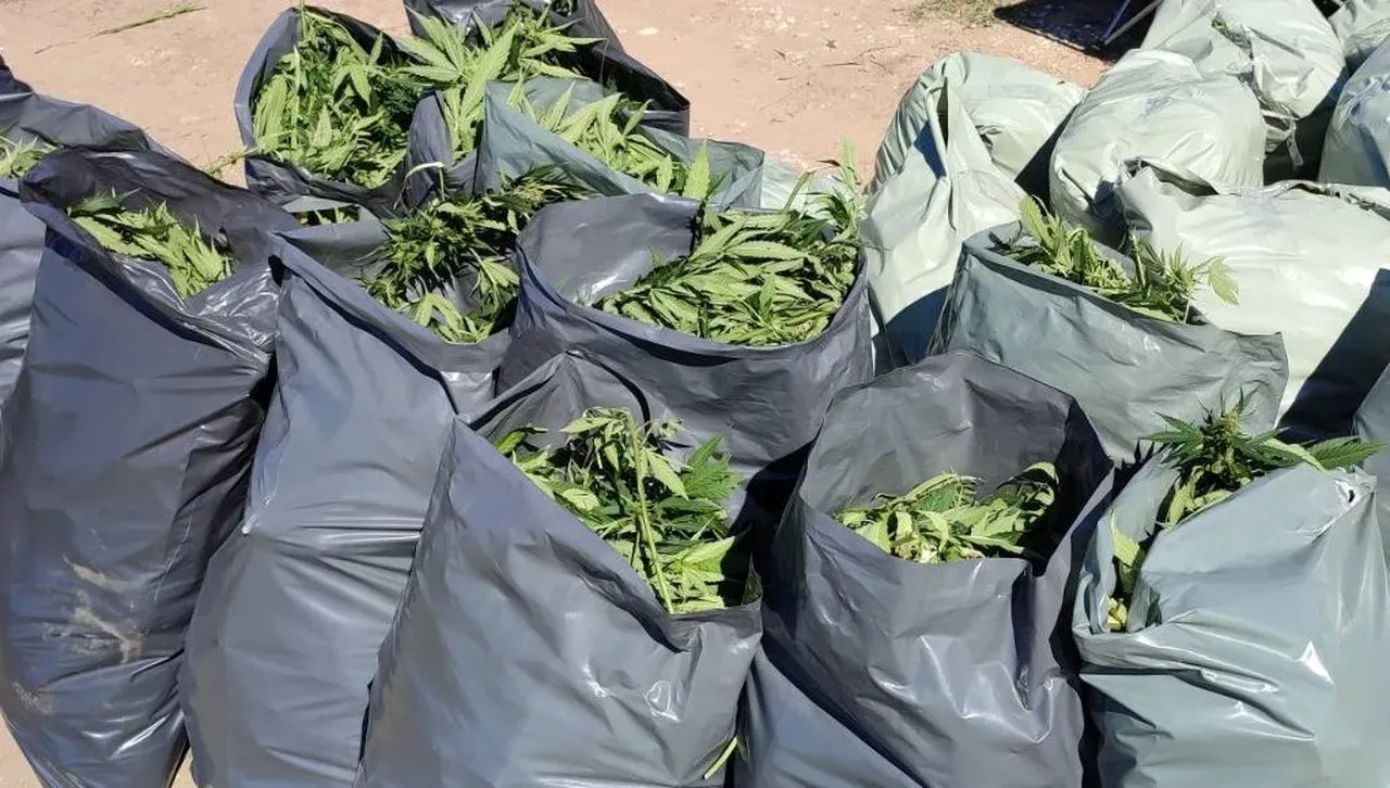 Разбиха 5 наркооранжерии и задържаха престъпна група при акция на ГДБОП в София и Перник 