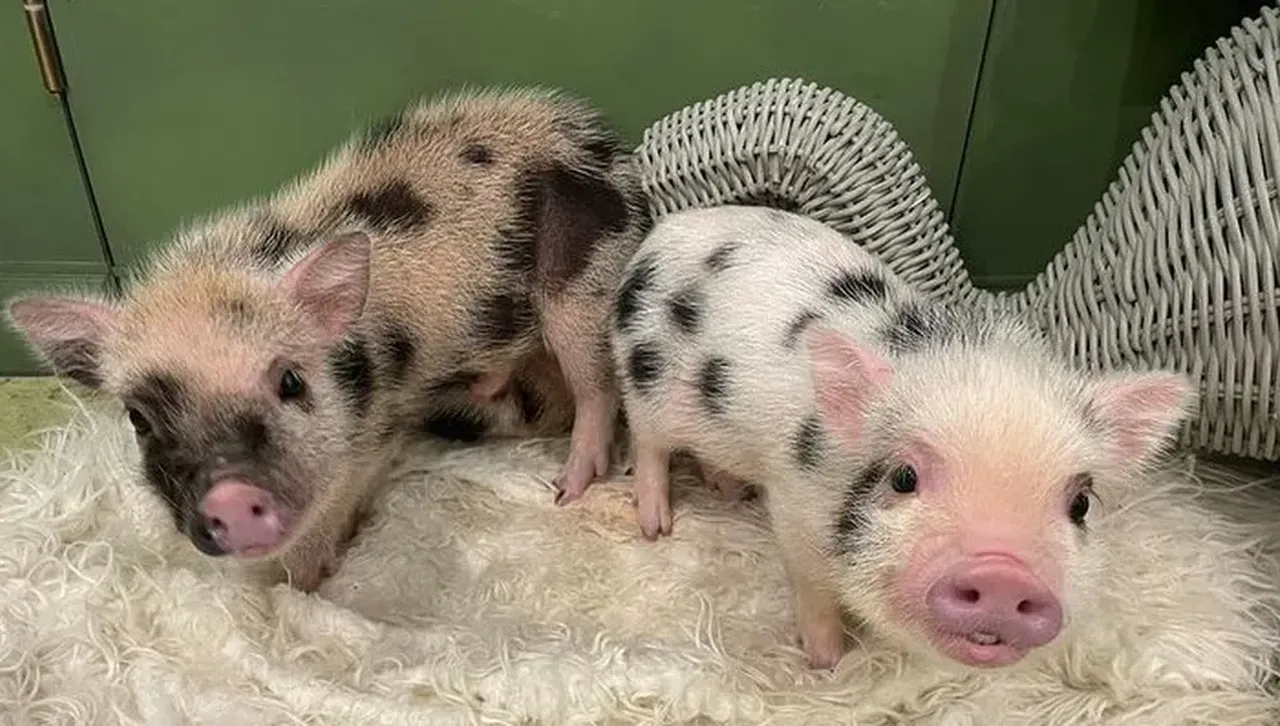 Малки прасенца носят радост на посетителите на кафене в Киев