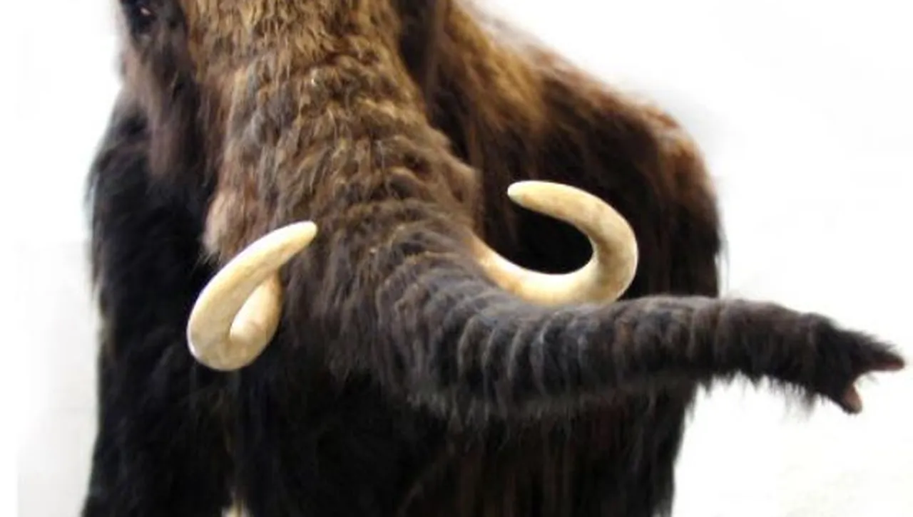 Опитите да бъде възкресен древният вълнест мамут доведе до създаването на вълнести мишки. Засега..