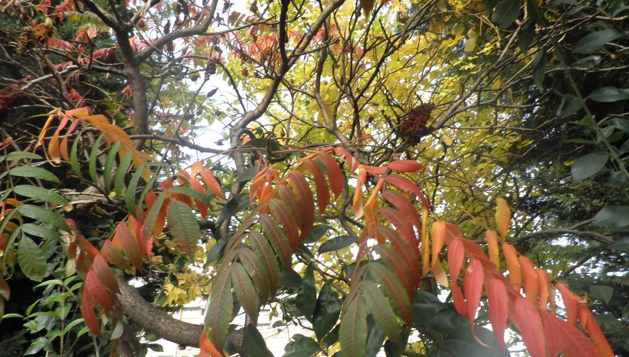 Неделята ще е слънчева, с мъгли в сутрешните часове 