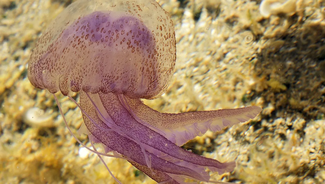 Опасни лилави медузи се появиха по някои плажове в Гърция