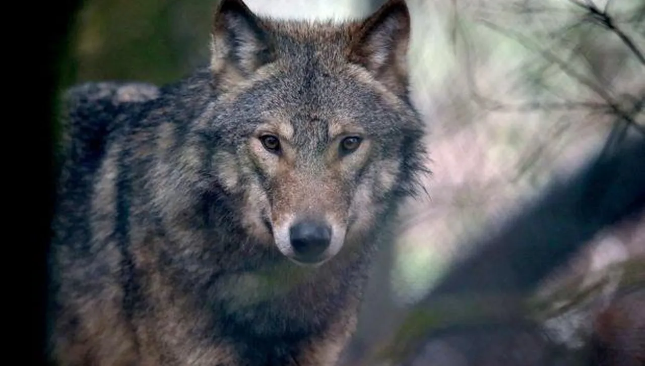 5-годишно дете е нападнато от вълк на плаж в гръцката префектура Халкидики