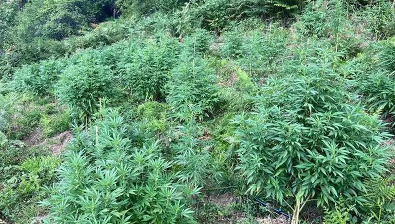 Над 1,5 тона канабис откриха у нас само за ден, унищожиха го незабавно