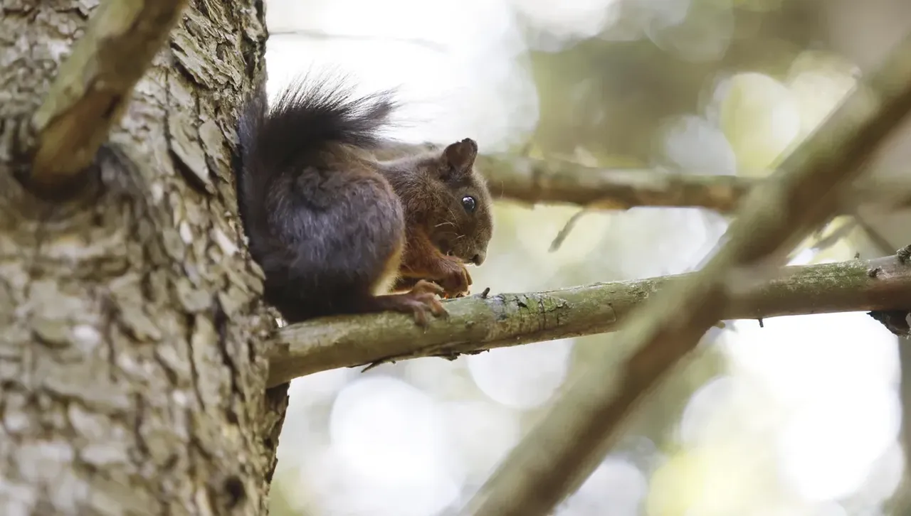 Минималните температури ще са между 1 и 3 градуса а