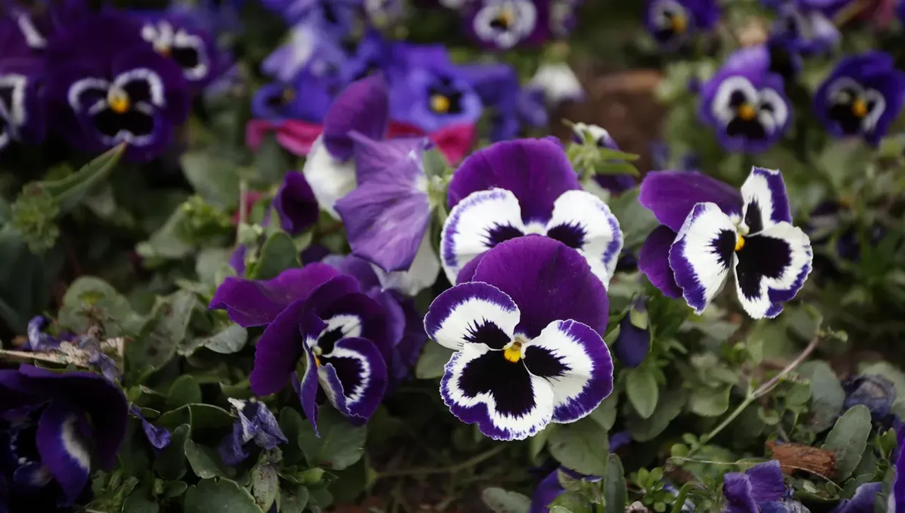 Гъсти облаци над небето, по-късно на северозапад се прояснява, дъждове на юг 