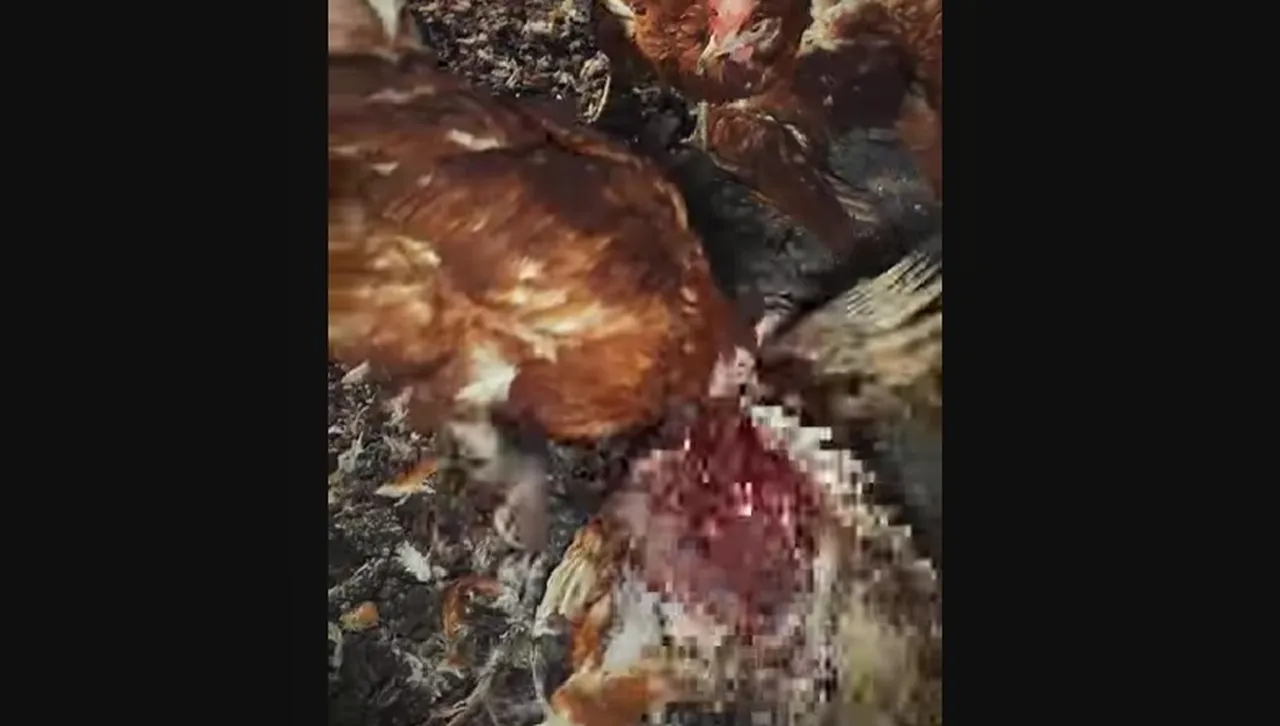 След шокиращи кадри прокуратурата подхваща "Ферма от Ада" (Видео)