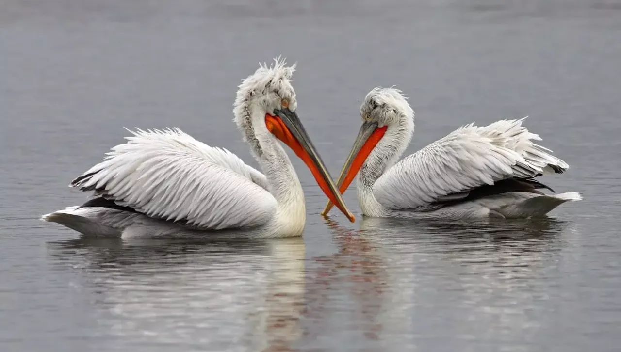 След 80 години: Край Бургас се завърна застрашеният от изчезване къдроглав пеликан 