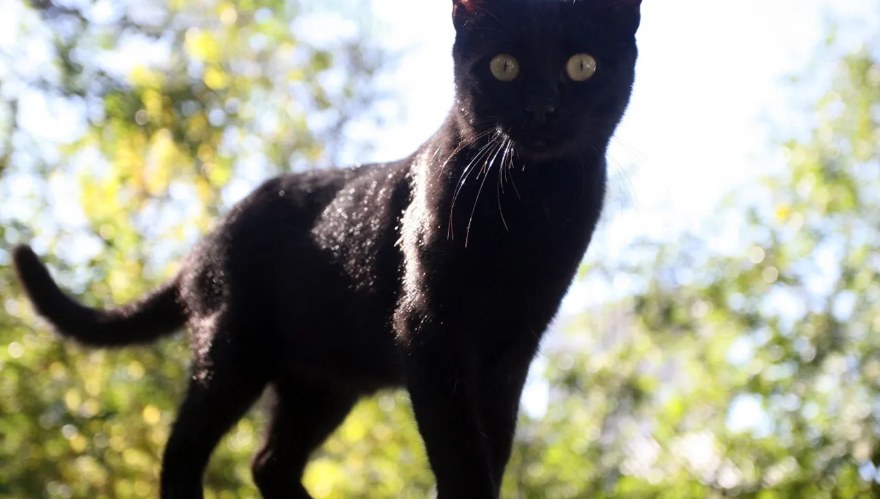 Черната котка - тайнственият талисман на Николо Паганини