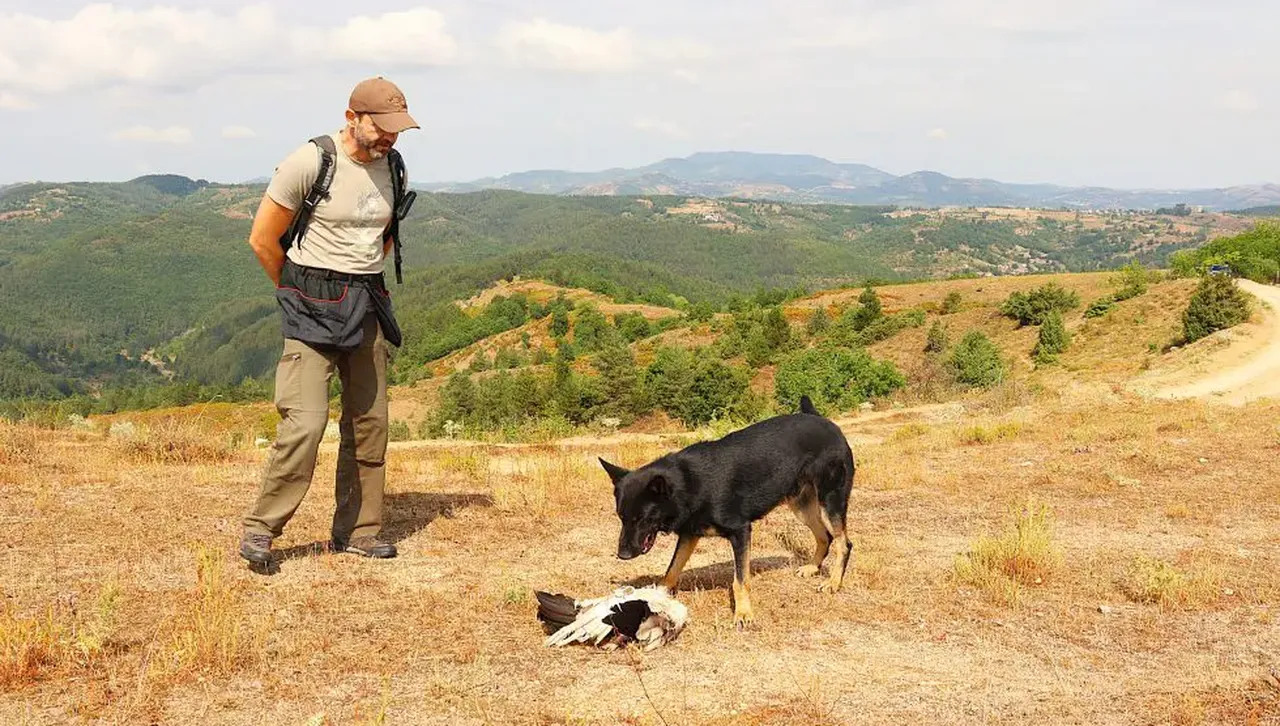 Отровна примамка отне живота на египетски лешояд, тече разследване