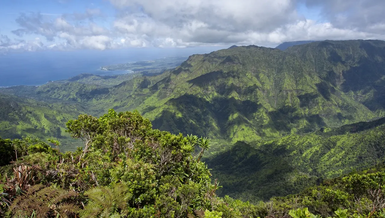 Пуснаха хиляди комари от дронове над Хаваите: Защо беше нужно това?
