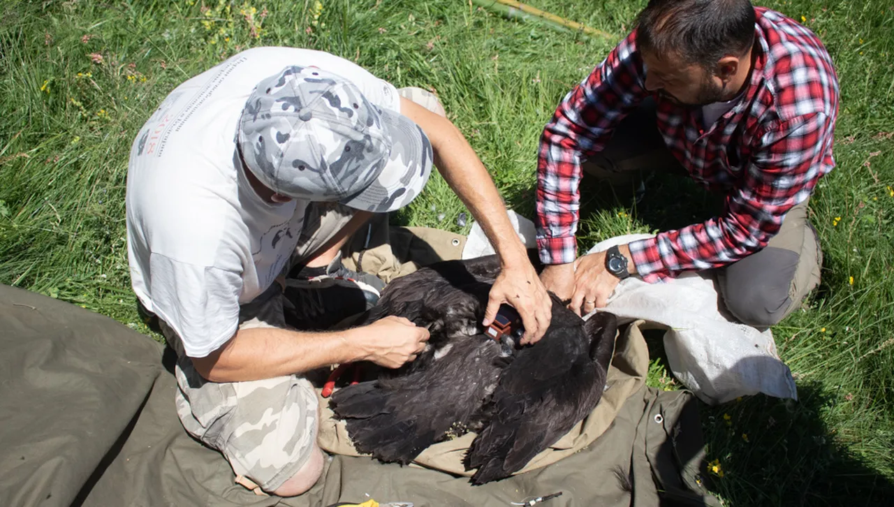 Отново застреляха черен лешояд: За редкия вид птица се полагат специални грижи у нас