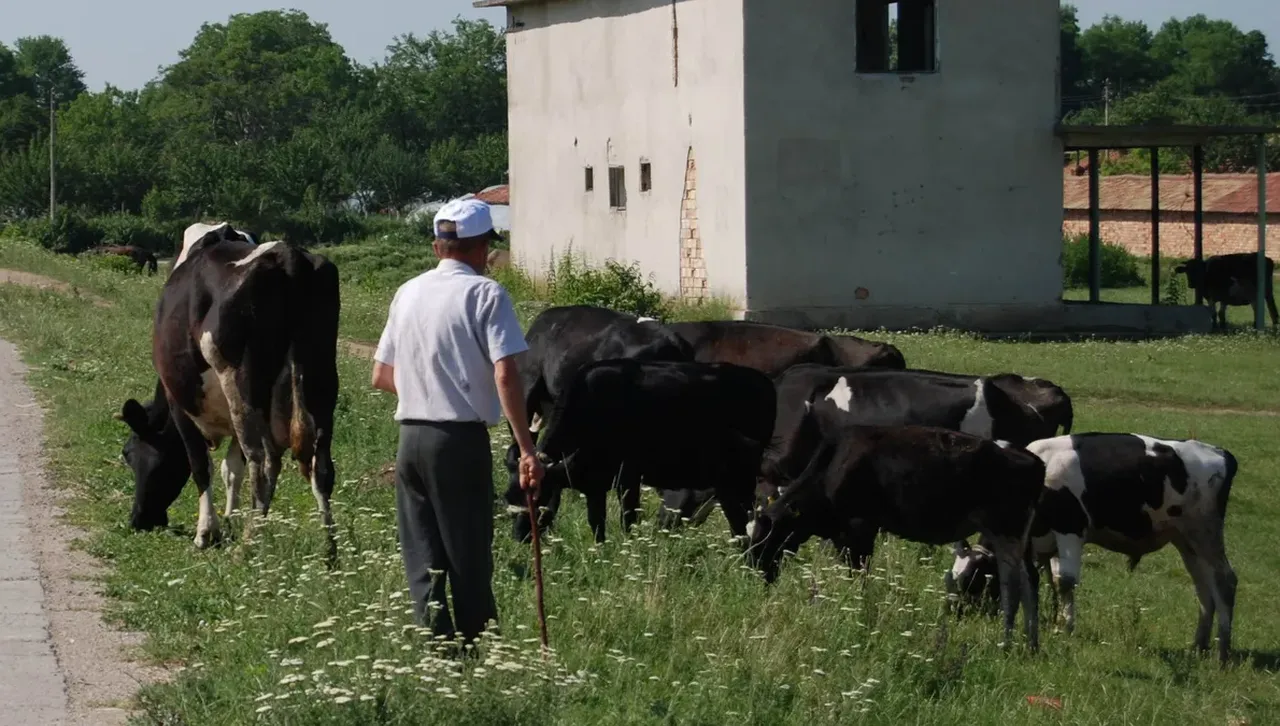 Потвърдиха опасната болест антракс в с. Славяново, заразени са преживни животни 