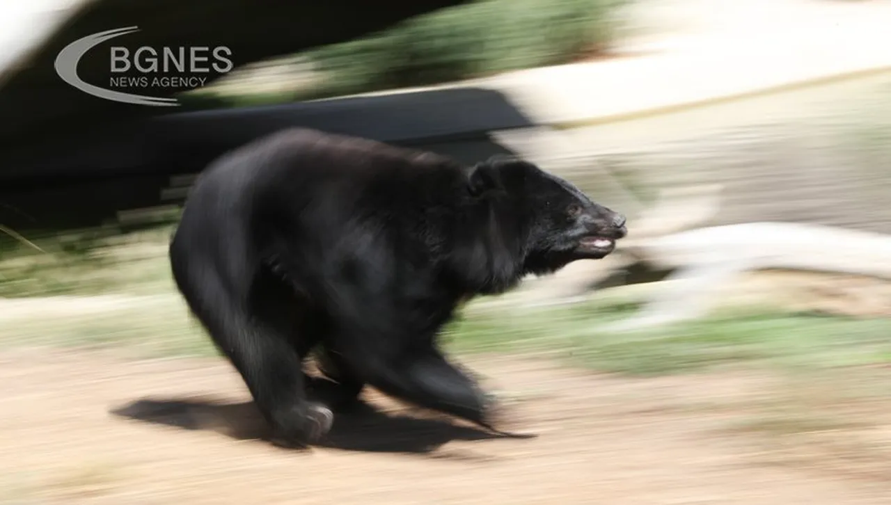 Мечките тръгнаха в атака срещу Япония, изпращат армията
