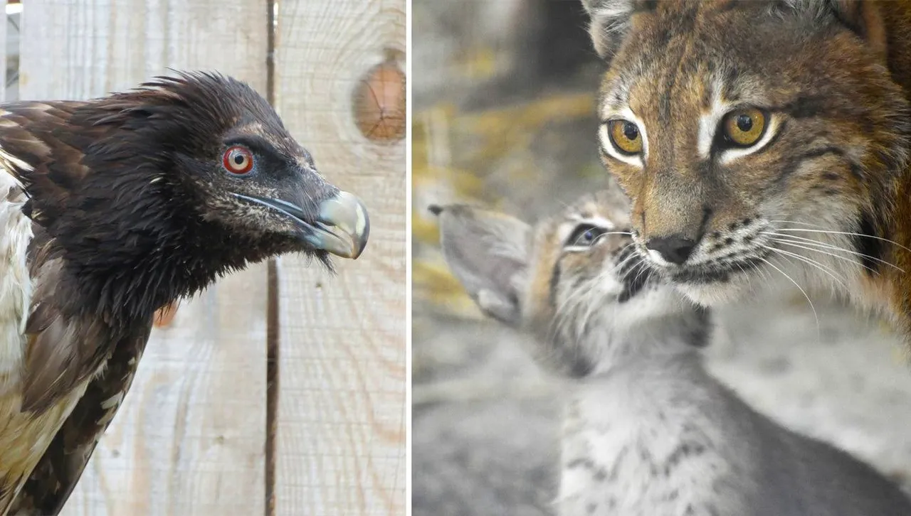 Софийският зоопарк смята да върне на природата ни изчезналите рис и брадат лешояд 