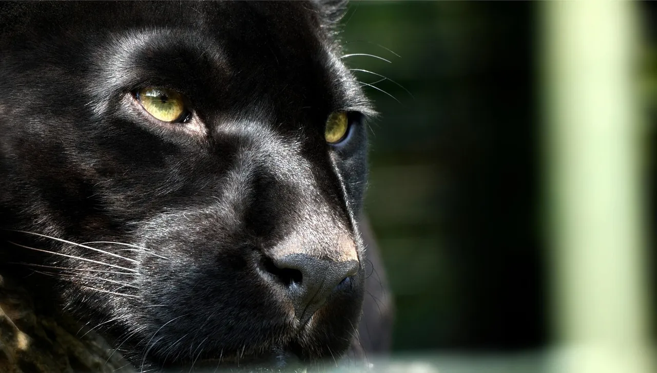 Черната пантера отново е в настъпление. Стигна до Дупница 