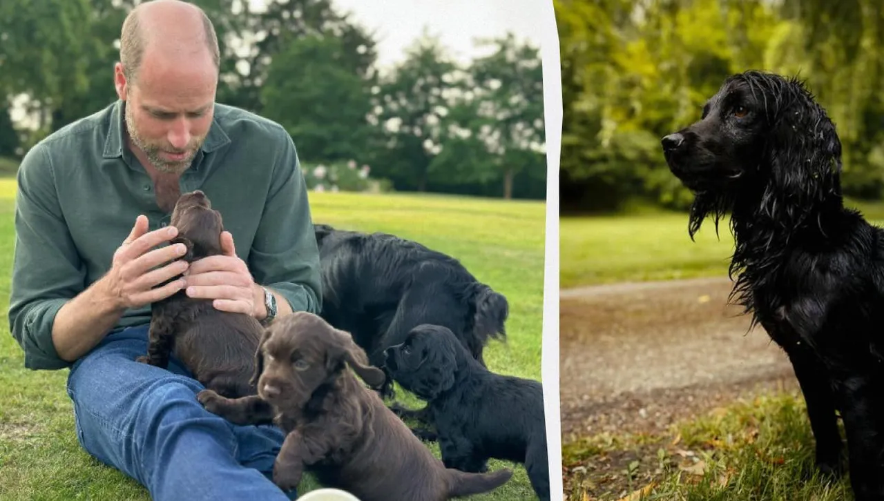 Принц Уилям и принцеса Кейт се забъркаха в кучешки скандал
