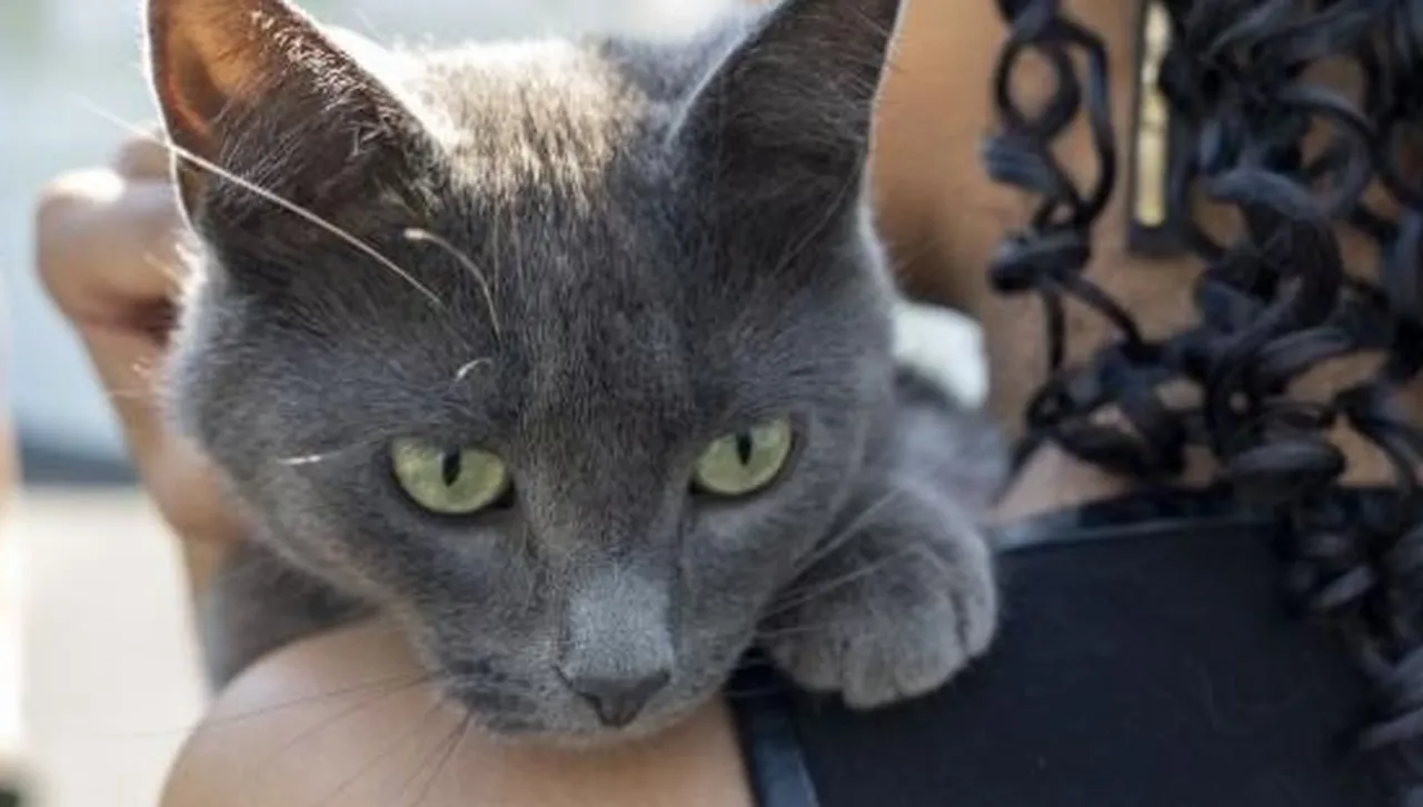 Сив шпионин с мустачки и еъртаг проби сигурността на Белия дом