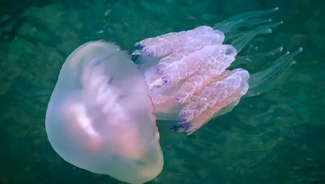 Опасни лилави медузи плуват край гръцкия остров Евбея