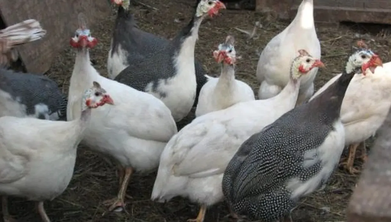 Предстои чехите да убият над 70 000 птици